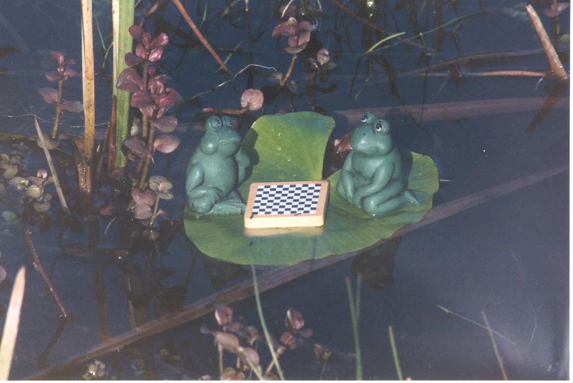072 Twee kikkers .JPG